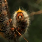 oruga de los tréboles