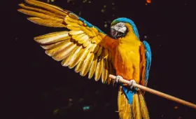 Animales de Faunia que ver