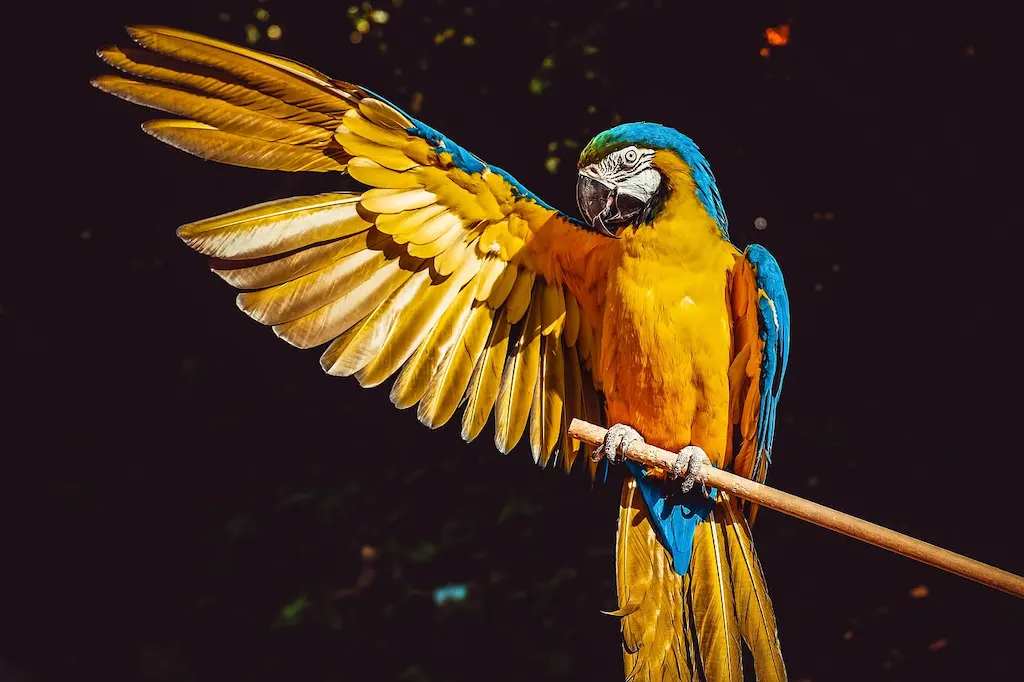Animales de Faunia que ver
