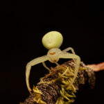 araña cangrejo