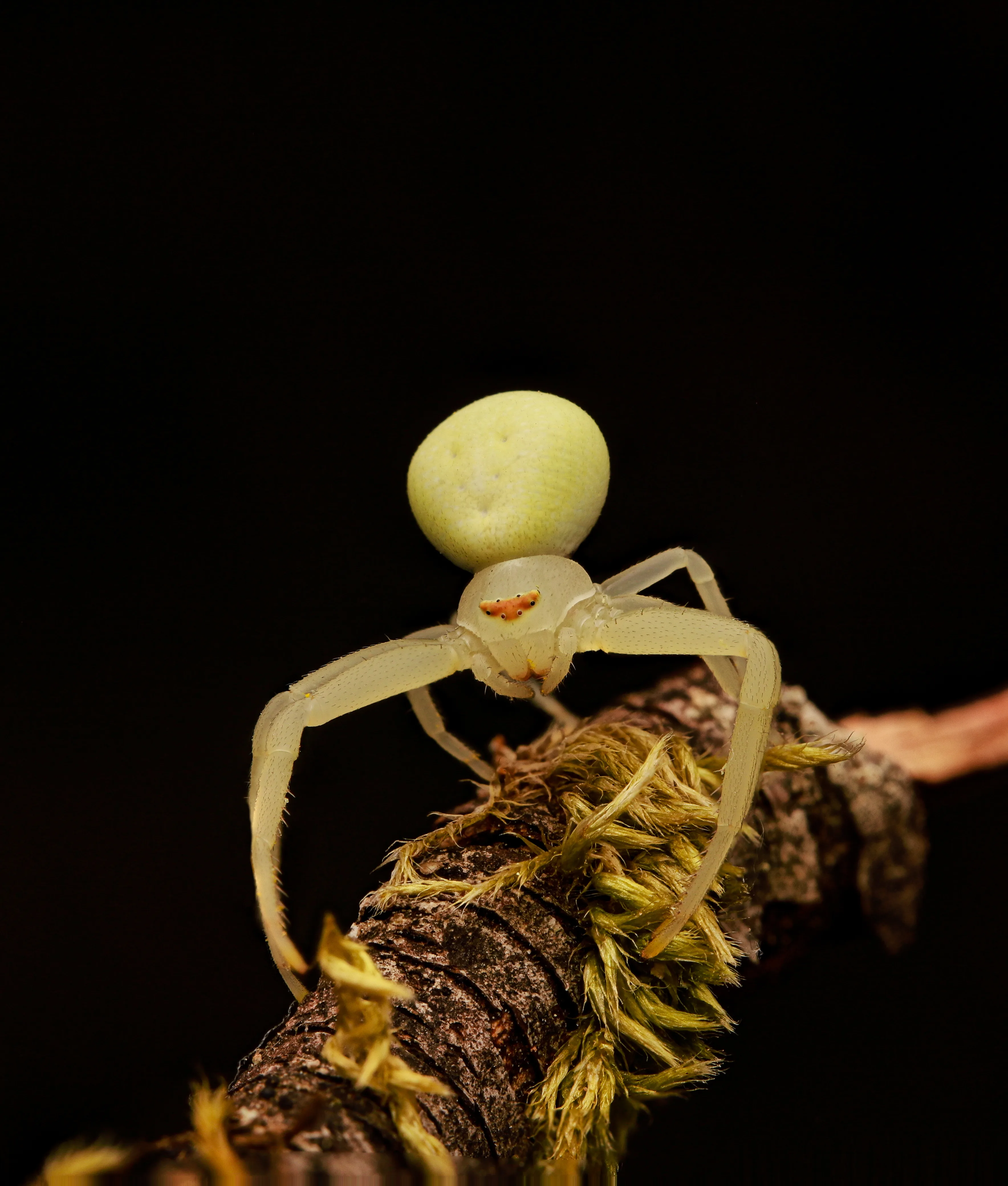 araña cangrejo