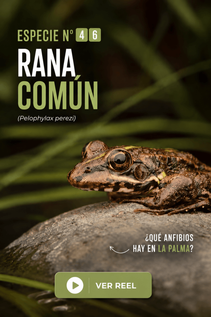 Reel común rana todoservivo