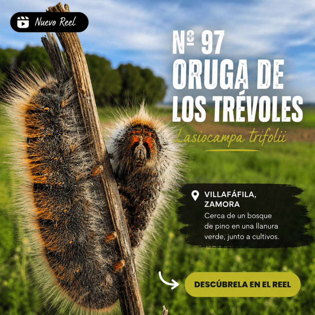 oruga de los tréboles todoservivo