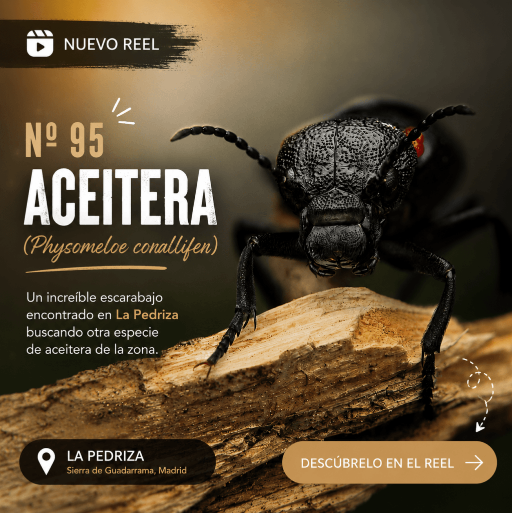 aceitera coralina todoservivo