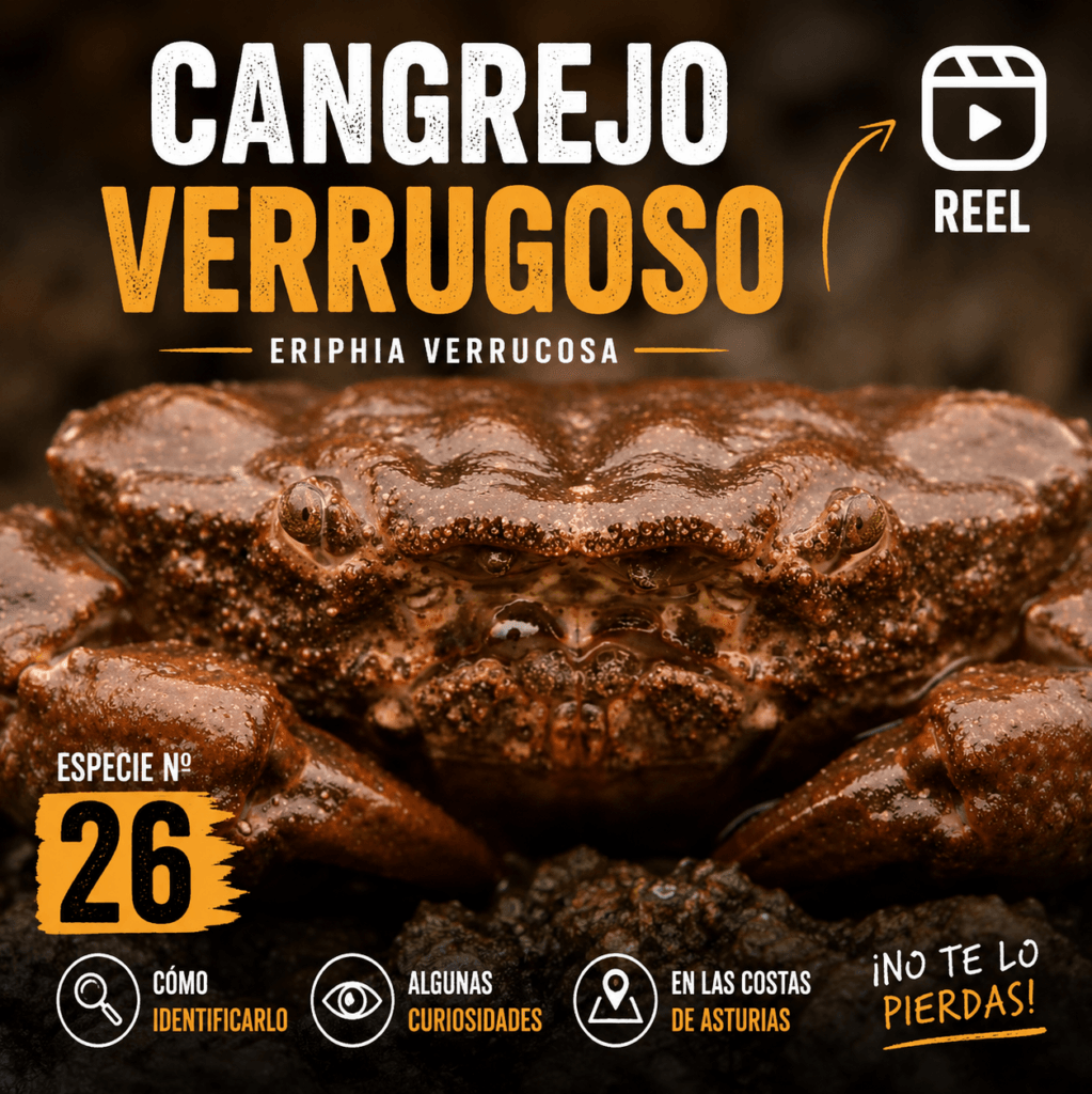 CANGREJO VERRUGOSO INSTAGRAM