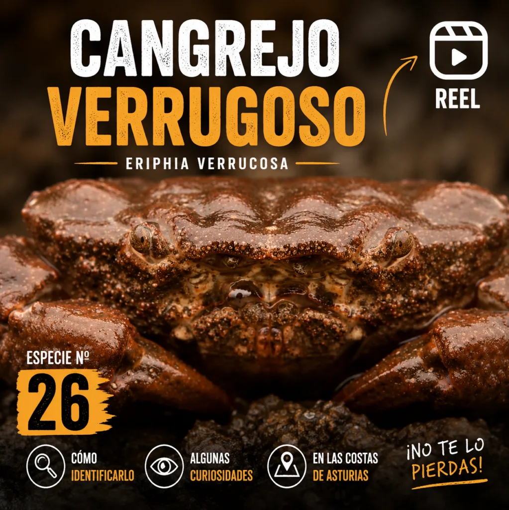 CANGREJO VERRUGOSO INSTAGRAM