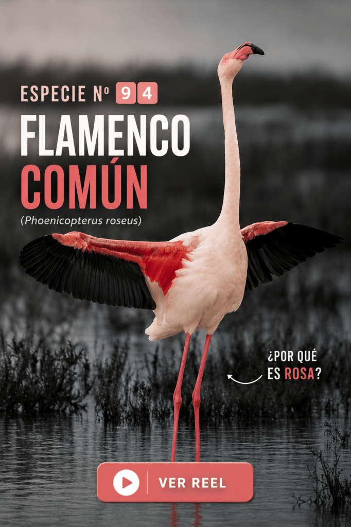 flamenco todoservivo