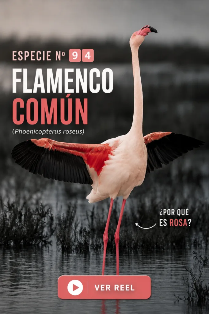 flamenco todoservivo