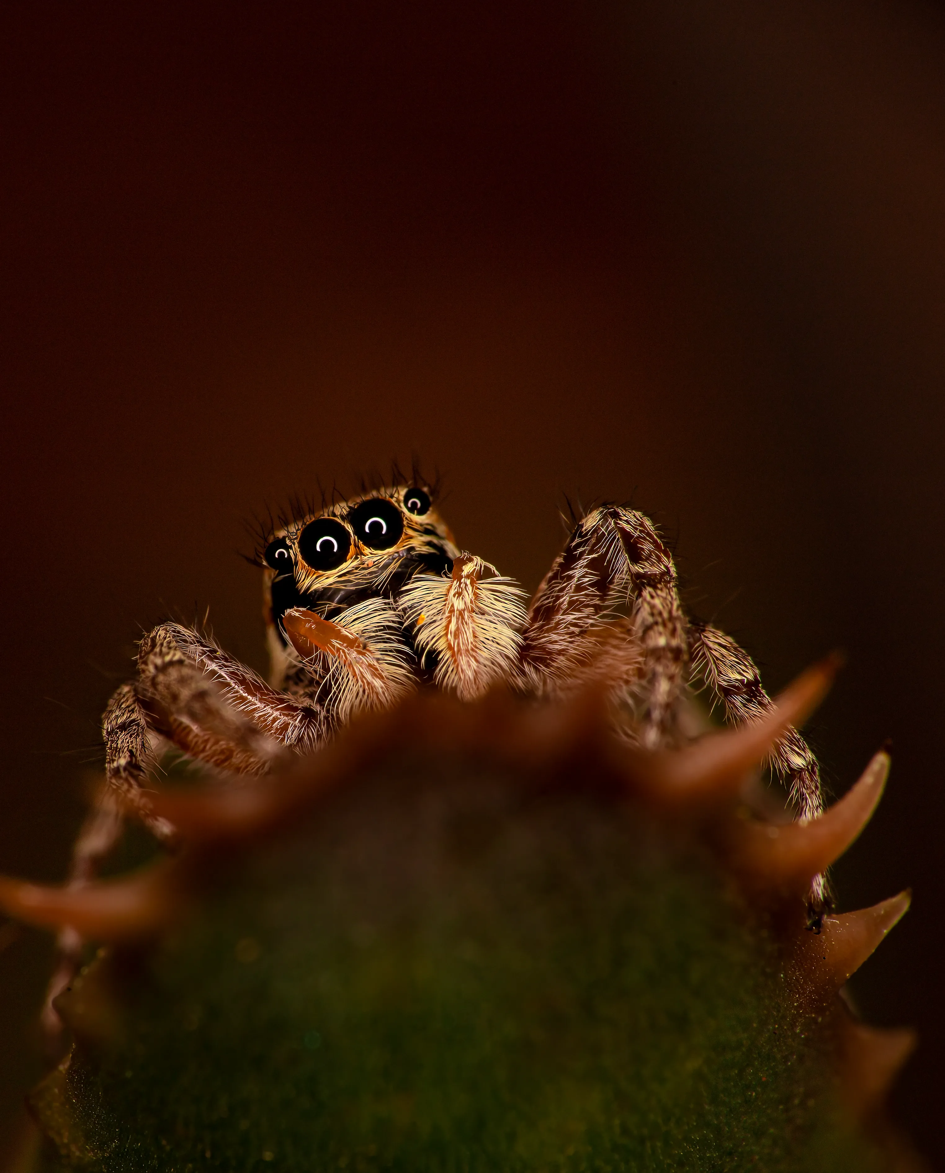 araña saltarina