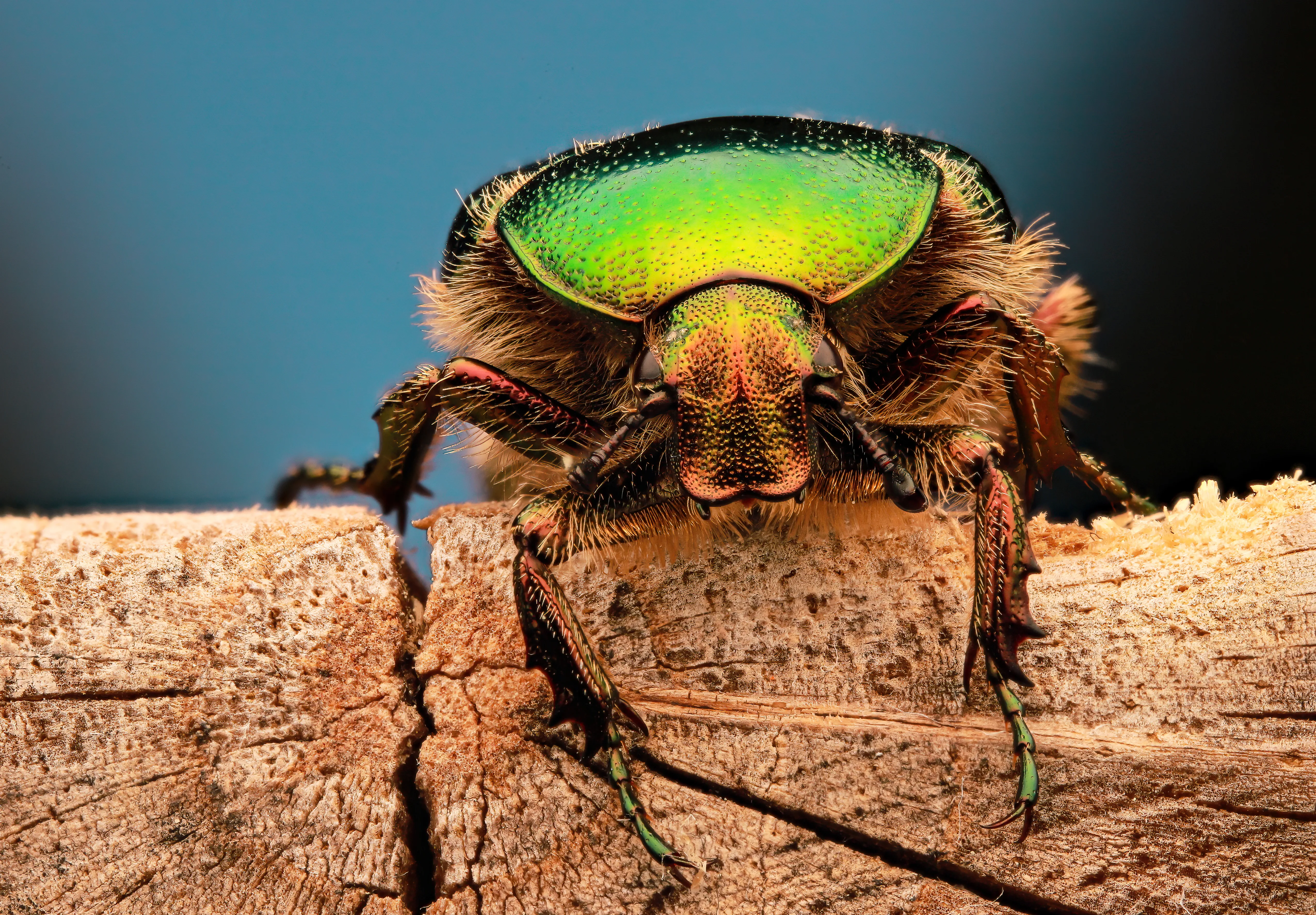 Escarabajo Joya verde