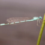 libélula emperador