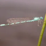 libélula emperador