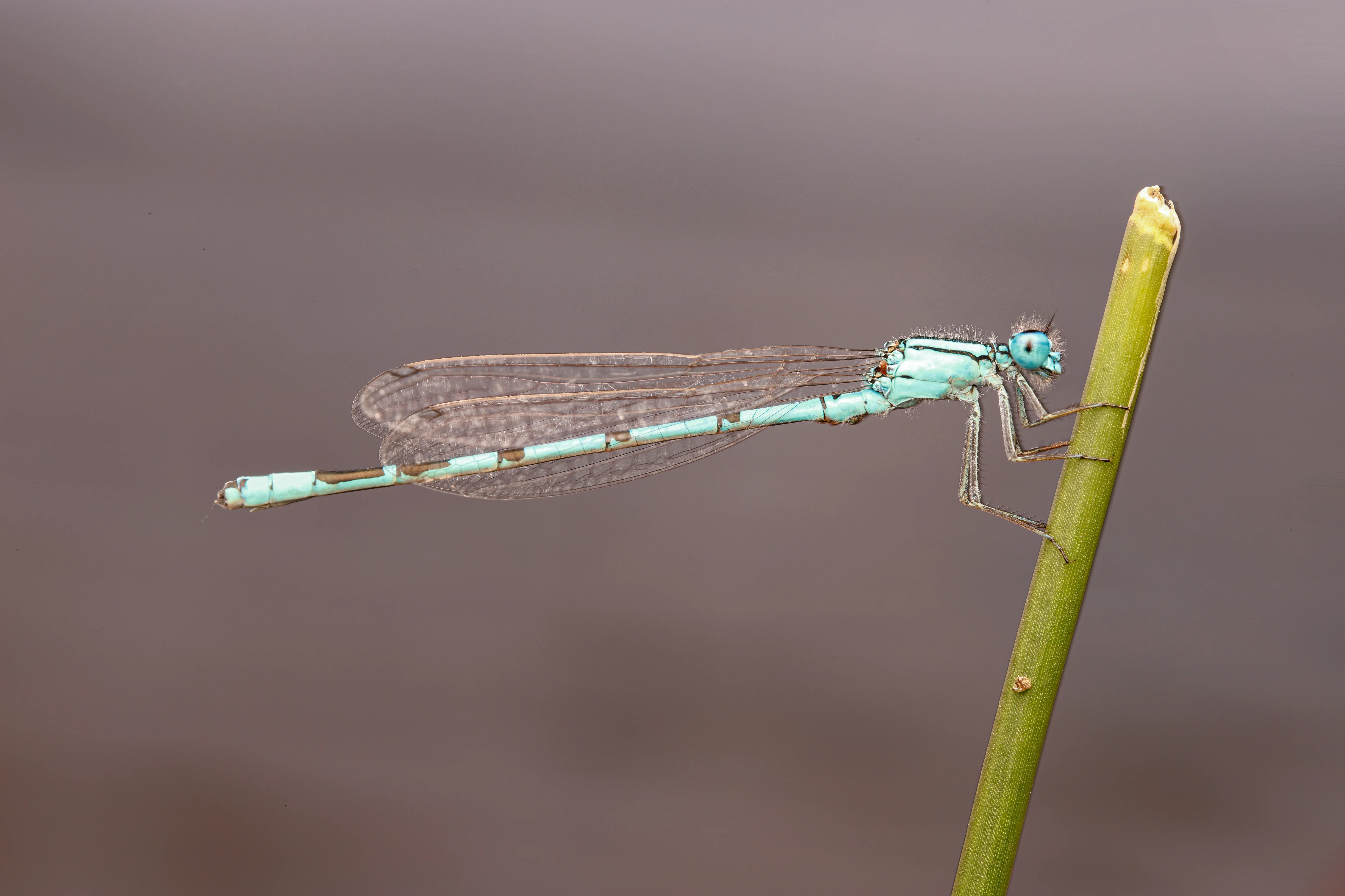 libélula emperador