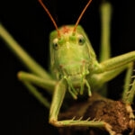 saltamontes verde macro