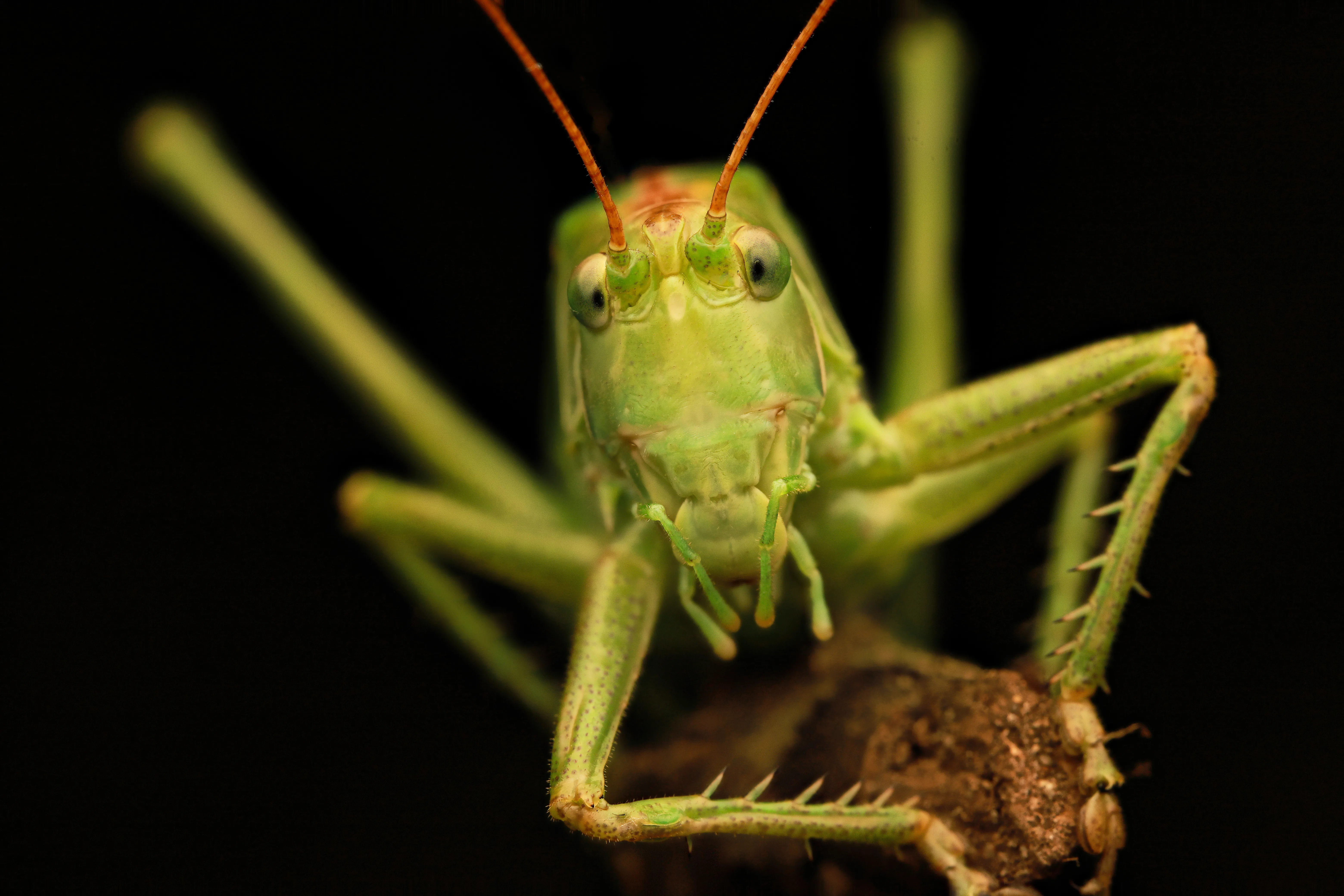 saltamontes verde macro